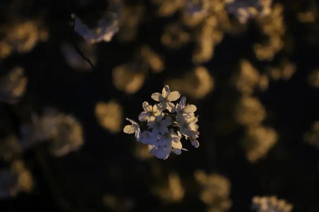夜樱缤纷，夜樱缤纷的诗句