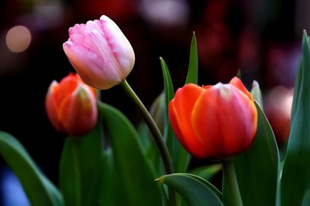 两性交往，这些“肉麻话”，女人很爱听，特别是过了中年的女人