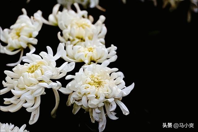 惦念长辈的文案,悼念长辈离世的词句