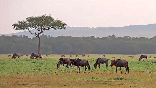 圣帕特里克节，圣帕特里克节是哪个国家的节日