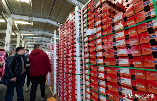 车厘子多少钱一斤现在市场价2022,车厘子多少钱一斤现在市场价2021