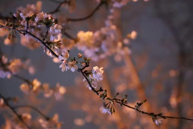 夜樱缤纷，夜樱缤纷的诗句