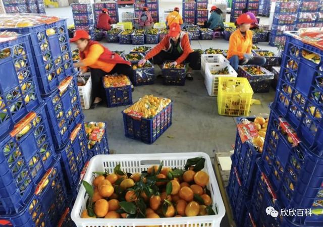 养殖业什么最赚钱农村,养殖业什么最赚钱农村招商加盟