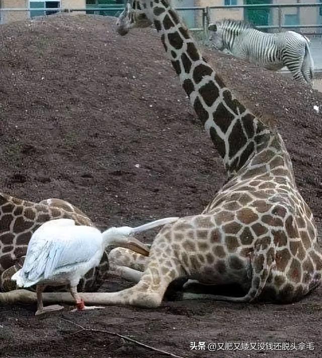 醍醐灌顶是什么意思,醍醐灌顶是什么意思解释