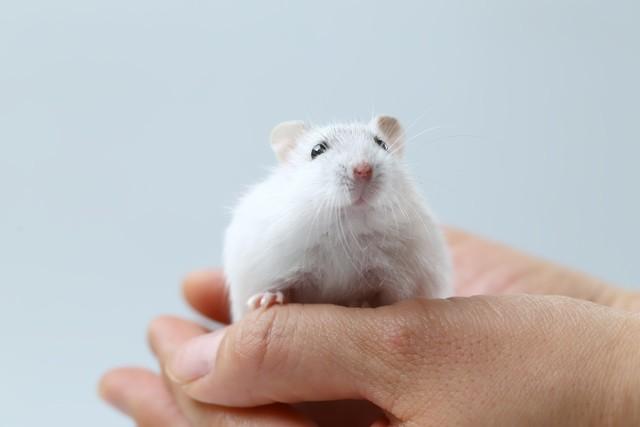 晨光文具店加盟免费铺货，小学附近做什么生意最吸引小朋友