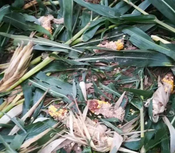 农夫兄弟豆奶发胖吗，农夫兄弟豆奶能喝吗