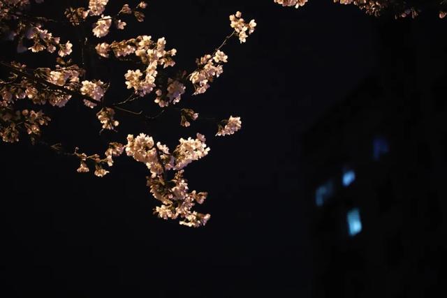 夜樱缤纷，夜樱缤纷的诗句