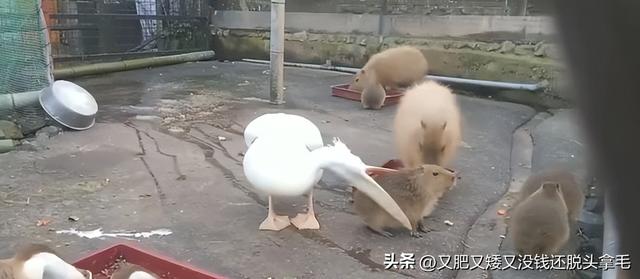 醍醐灌顶是什么意思,醍醐灌顶是什么意思解释