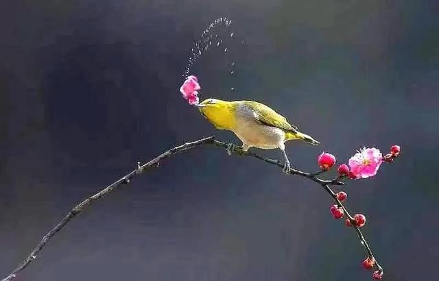 使用短句的表达效果,使用短句的表达效果是什么