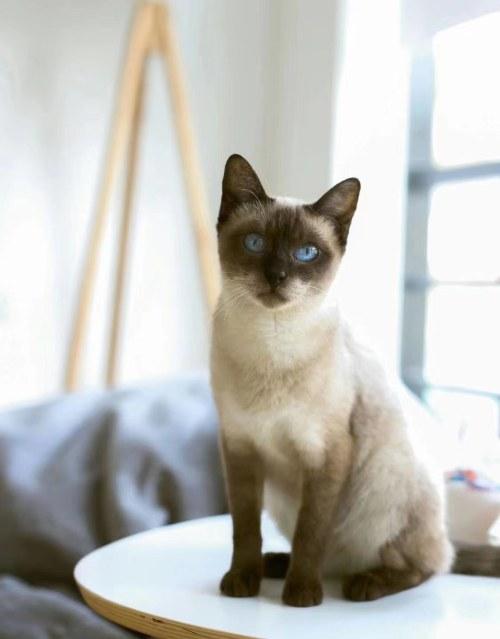 猫咖创业计划书完整版,一份完整的咖啡店创业计划书