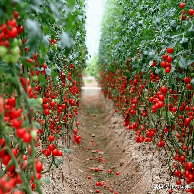 三八妇女节团建活动方案策划（可以直接用哦）