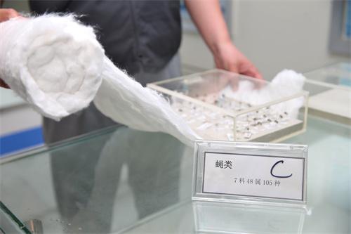 拾季玫瑰能开炸吗，拾季玫瑰图片欣赏