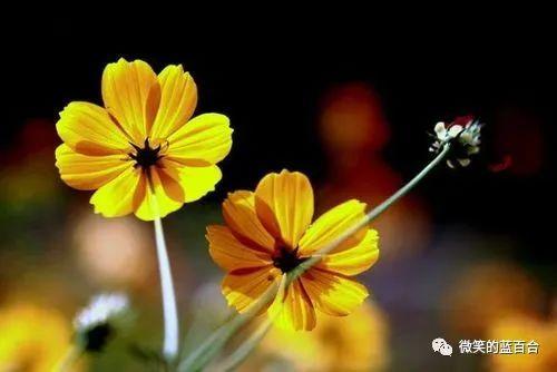 醉逍遥,醉逍遥官网