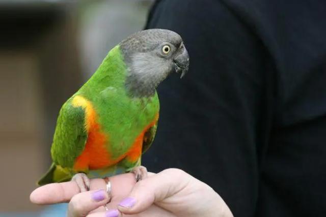 什么鸟好养又与人亲近又便宜，什么鸟好养又与人亲近而且很聪明