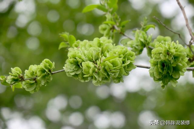 农村坟头栽什么树最好呢，农村坟头栽什么树最好图片