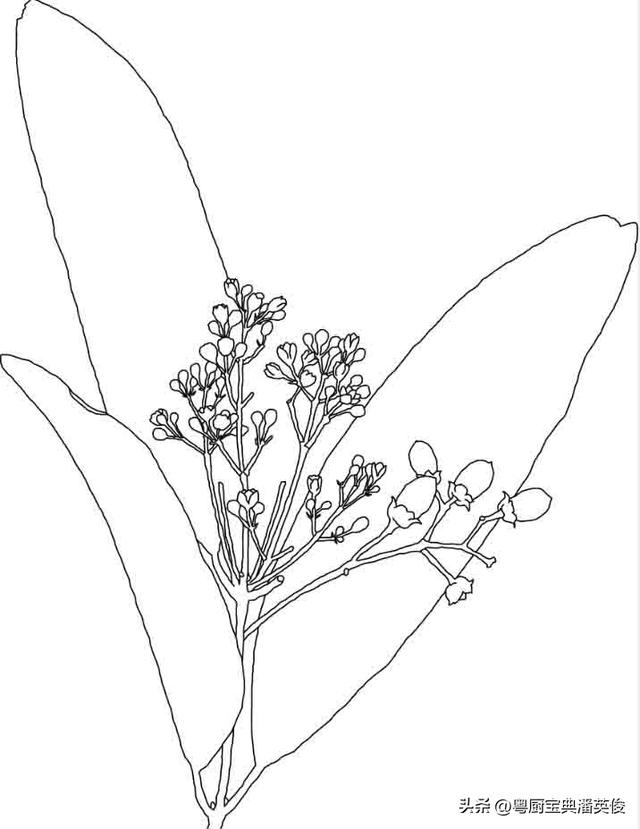 桂皮可以代替肉桂吗_煮红酒，桂皮可以代替肉桂吗中医怎么认为是中药