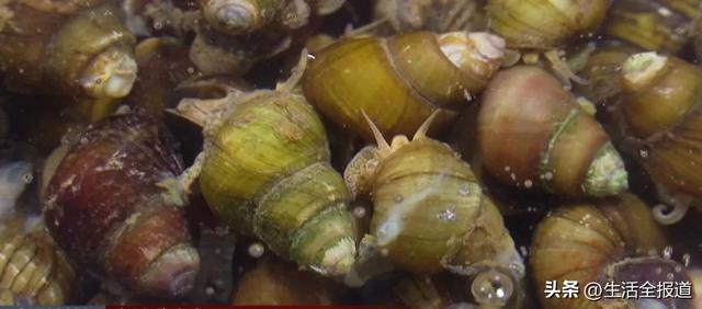 田螺几月份吃比较好吃一点，田螺几月份吃最好