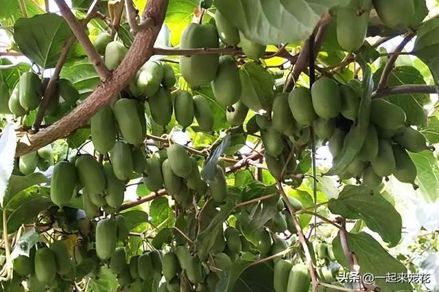 适宜南方盆栽的果树，南方适合盆栽的水果有哪些