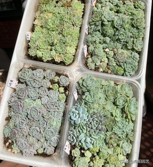 红司多肉植物怎么繁殖，红司多肉植物怎么养