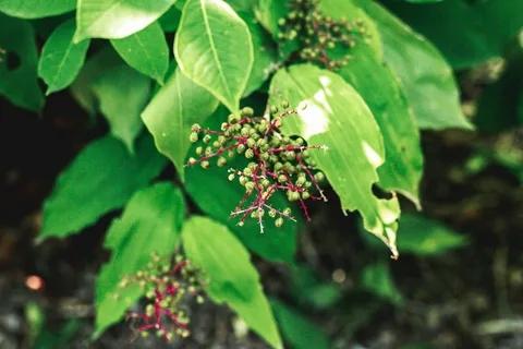 puppy英文是什么意思，puppy字母圈是什么意思