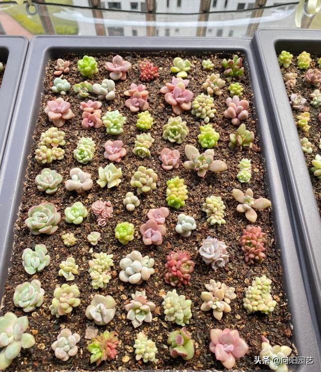 红司多肉植物怎么繁殖，红司多肉植物怎么养