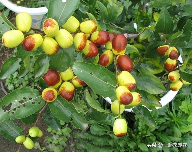 南方适合盆栽的果树有哪些图片，南方适合盆栽的果树有哪些种类