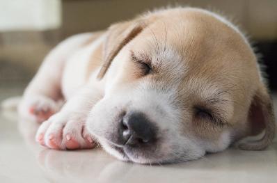 已婚女人梦见狗追咬是吉兆，女人梦见狗咬了是什么预兆