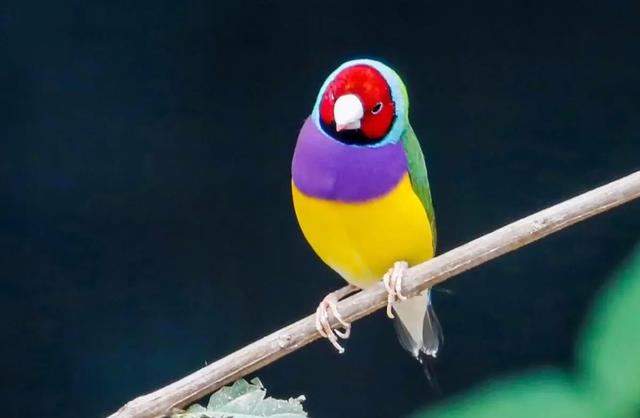 什么鸟好养又与人亲近又便宜，什么鸟好养又与人亲近而且很聪明