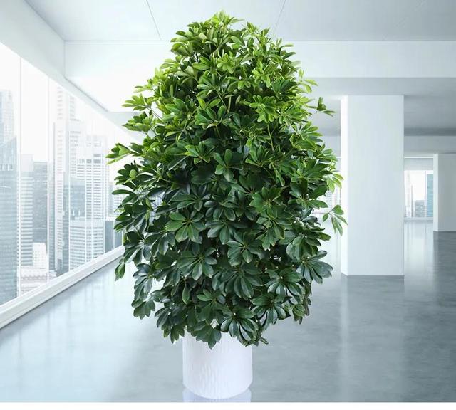 鸭掌木的养殖方法和注意事项能扦插吗，水培鸭掌木的养殖方法和注意事项