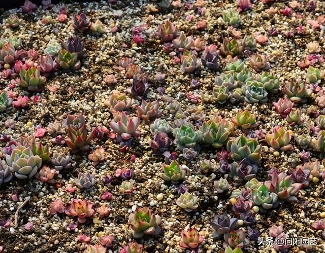 红司多肉植物怎么繁殖，红司多肉植物怎么养