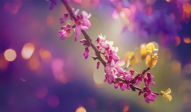 韦应物最著名的一首诗《一道残阳铺水中》，唐诗三百首一道残阳铺水中