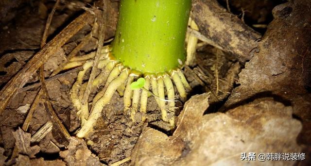 农村坟头栽什么树最好呢，农村坟头栽什么树最好图片