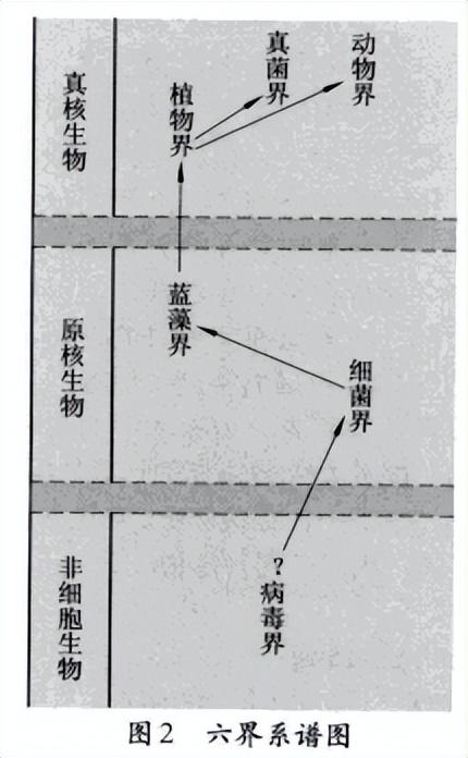 生物的分类思维导图简单，生物的分类思维导图高一