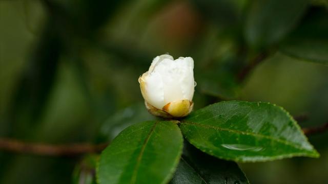绿茶都有哪些种类百度百科视频，绿茶有哪些种类