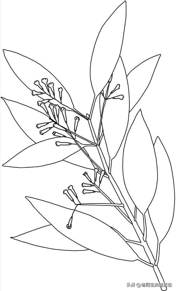 桂皮可以代替肉桂吗_煮红酒，桂皮可以代替肉桂吗中医怎么认为是中药