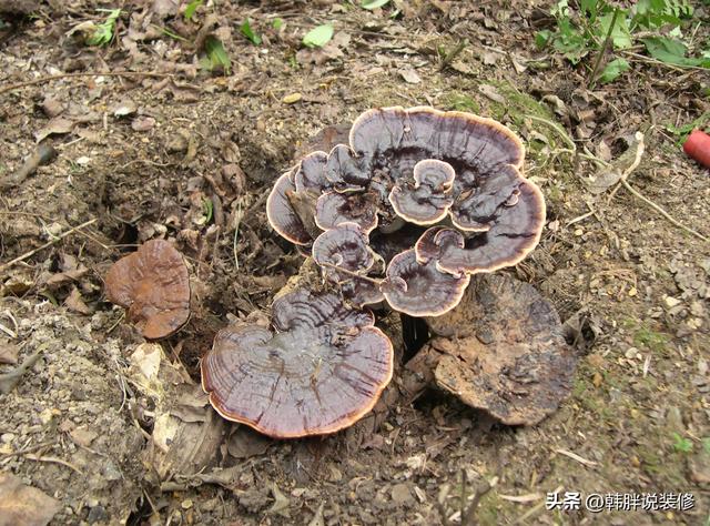 农村坟头栽什么树最好呢，农村坟头栽什么树最好图片