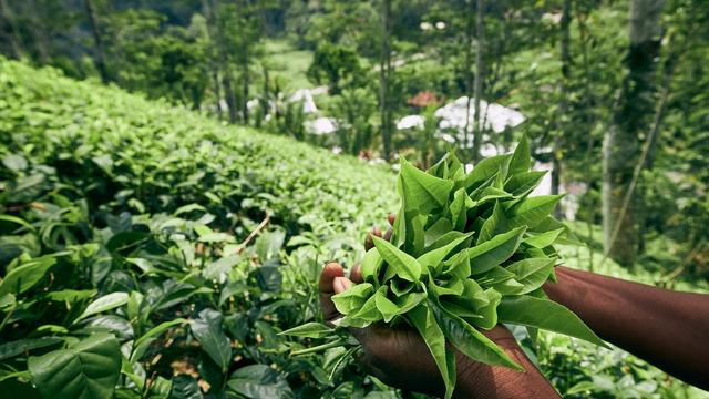 绿茶都有哪些种类百度百科视频，绿茶有哪些种类