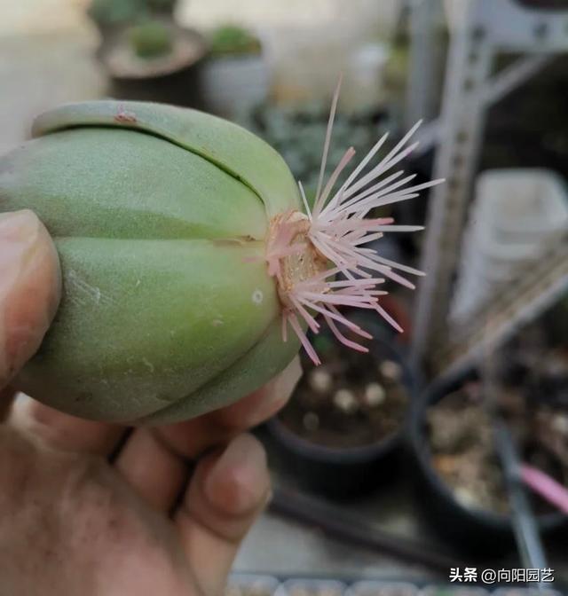 红司多肉植物怎么繁殖，红司多肉植物怎么养
