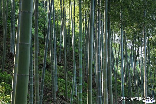 农村坟头栽什么树最好呢，农村坟头栽什么树最好图片