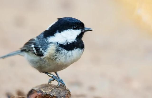 什么鸟好养又与人亲近又便宜，什么鸟好养又与人亲近而且很聪明