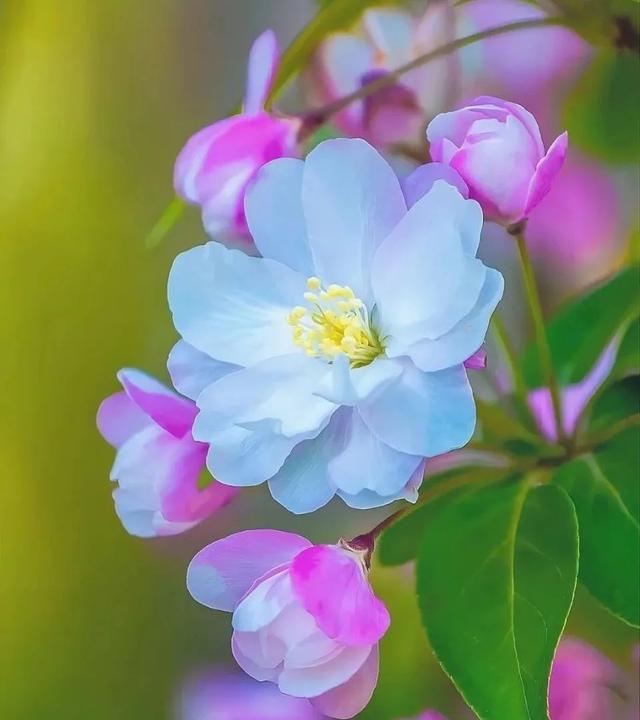 细细的柳枝像什么，细细的柳枝像什么补充句子