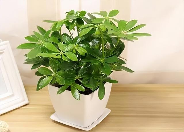 鸭掌木的养殖方法和注意事项能扦插吗，水培鸭掌木的养殖方法和注意事项