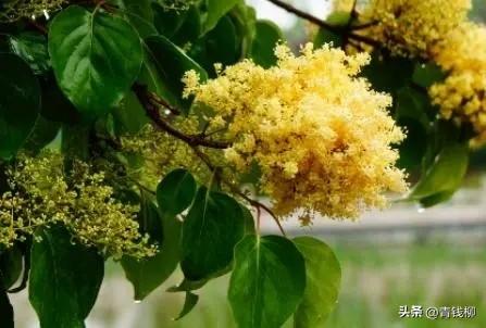 丁香园医学论坛，丁香园为什么封禁