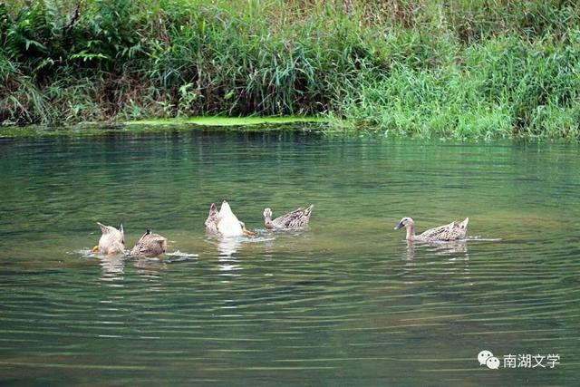 田螺是什么季节好吃，田螺季节几月到几月