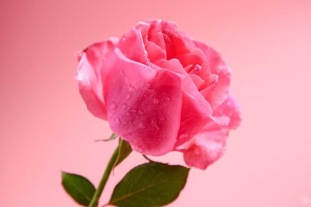 玫瑰的颜色有几种，玫瑰的颜色有几种和图片