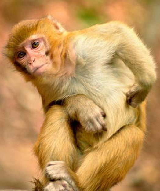 有拈头怎么读拼音是什么，有拈头咋读