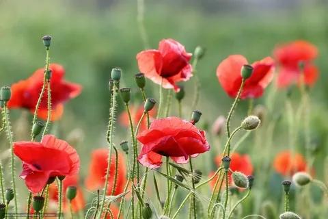 puppy英文是什么意思，puppy字母圈是什么意思