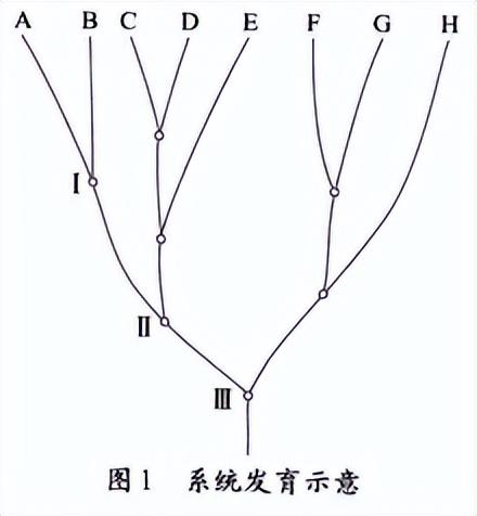 生物的分类思维导图简单，生物的分类思维导图高一