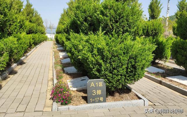 农村坟头栽什么树最好呢，农村坟头栽什么树最好图片