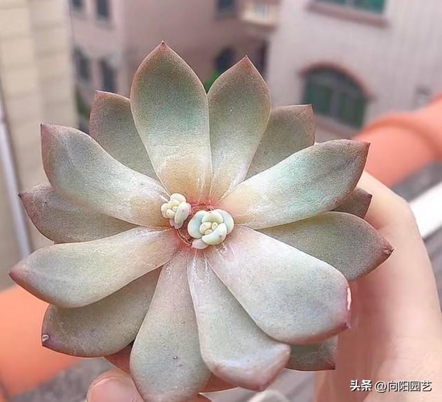 红司多肉植物怎么繁殖，红司多肉植物怎么养